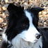 portret