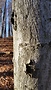 portret