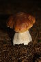 portret